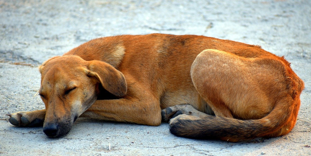 sleeping dog, street dog, animal