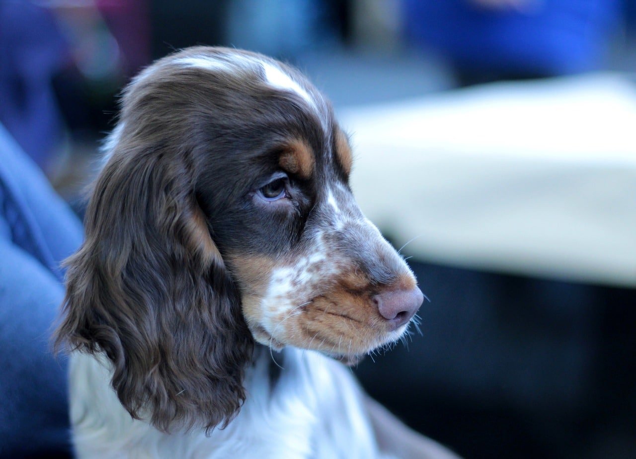 cocker spaniel, puppy, dogshow