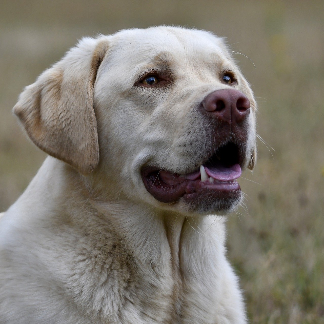 labrador, retriever, dog