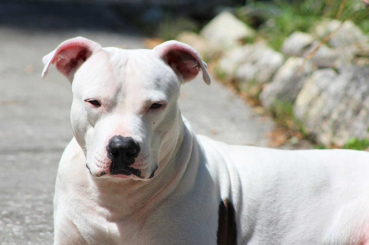 dog, pit bull, sunning