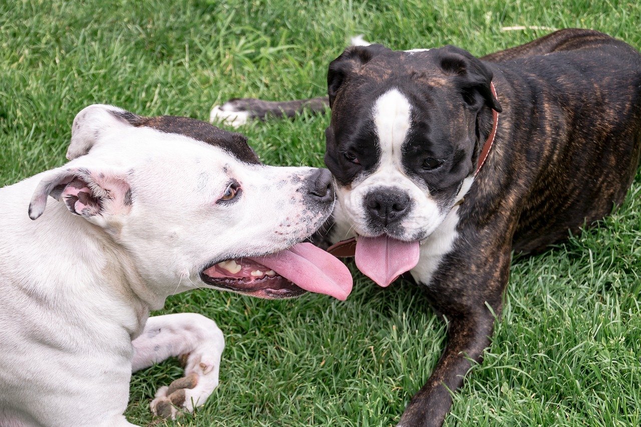 dogs, american stafford, american staffordshire terrier