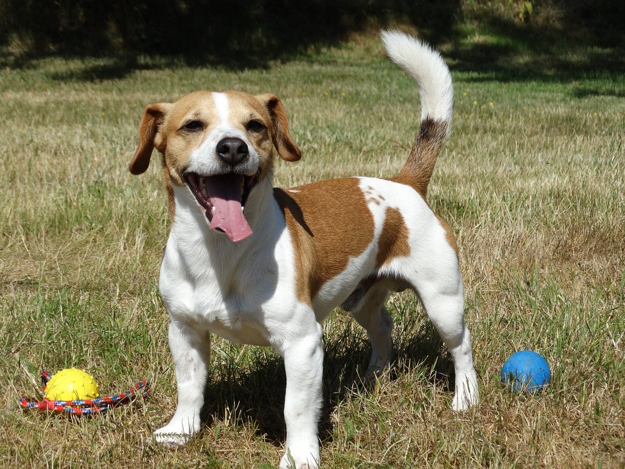 jack russell, dog, terrier