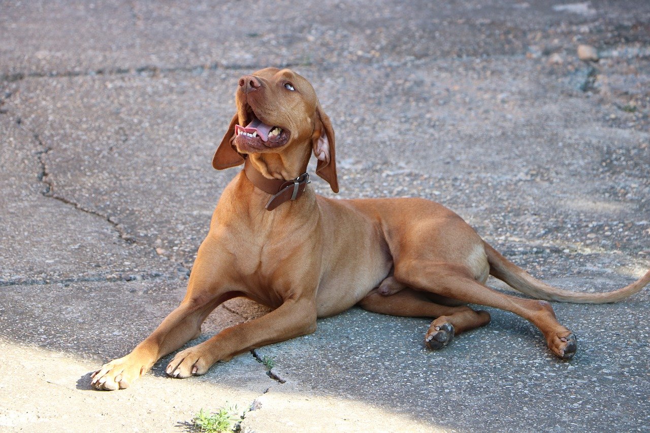 dog, beagle, hungarian vizsla