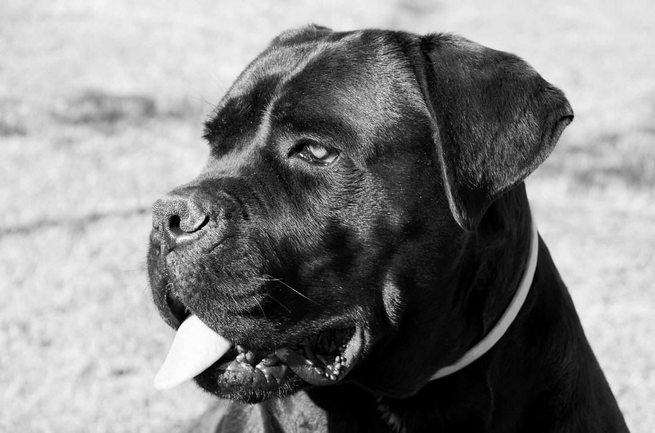 cane corso, dog, portrait