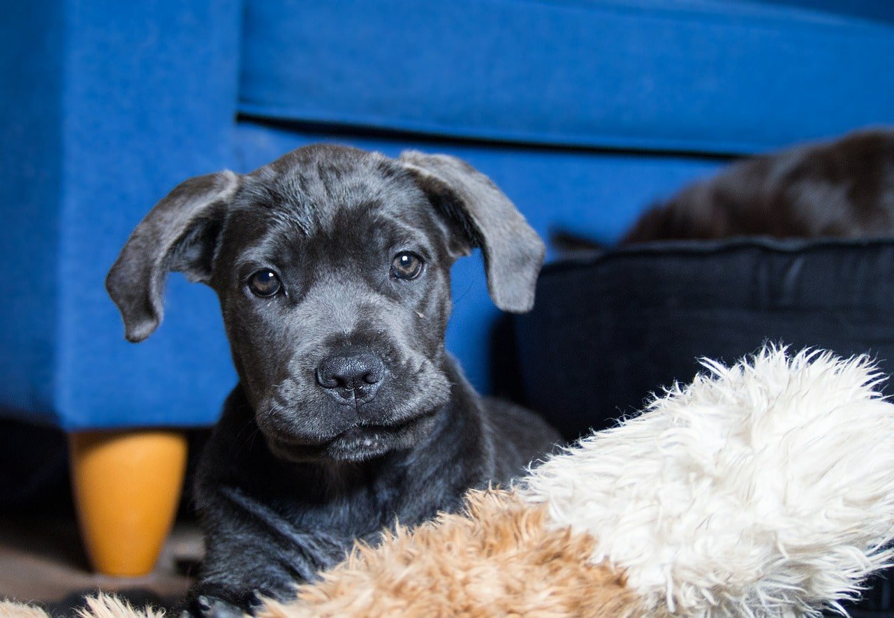 dog, puppy, cane corso