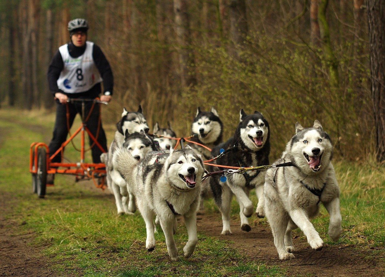 husky, sled dogs, adamczak