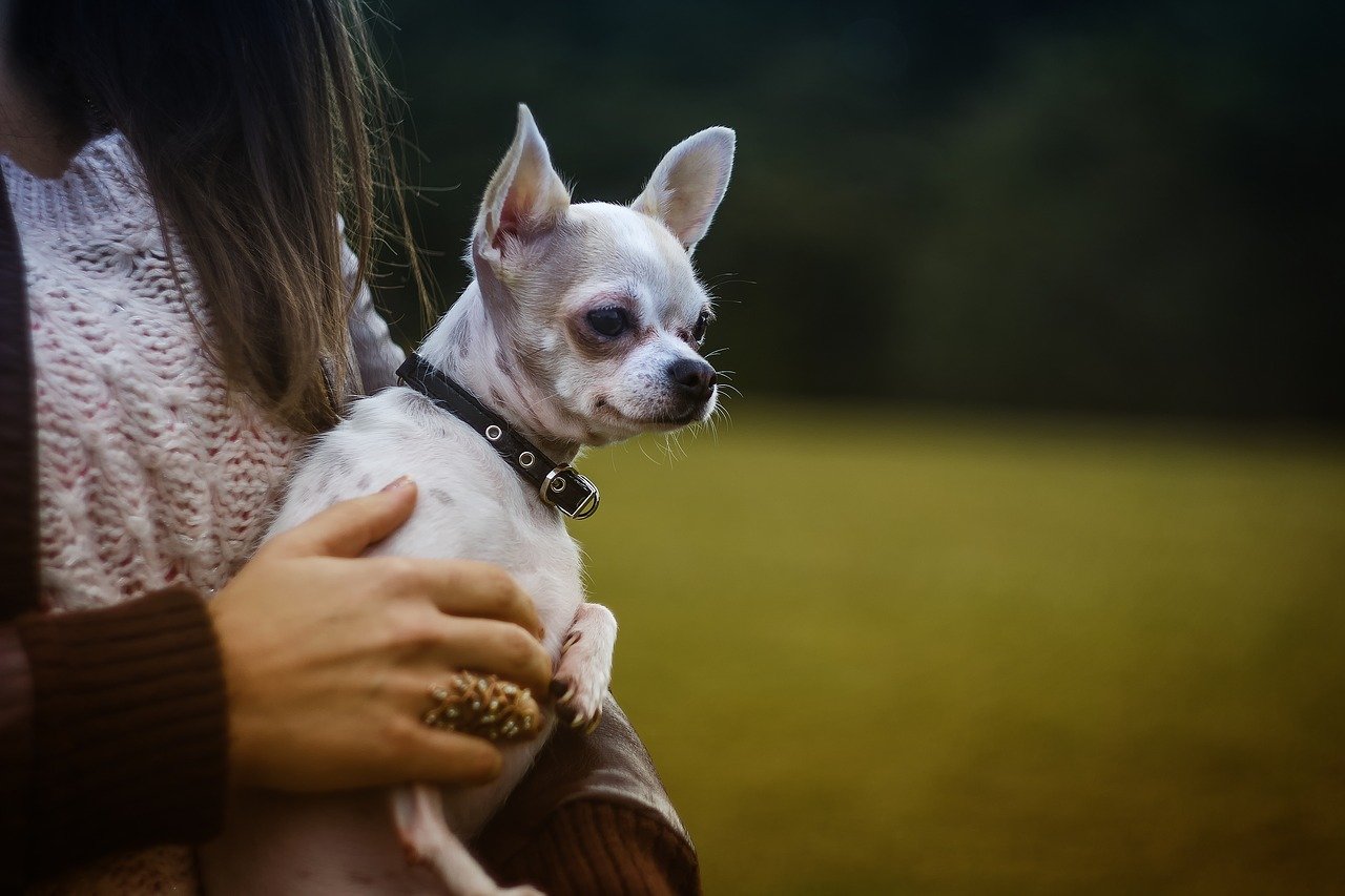 animal, canine, chihuahua