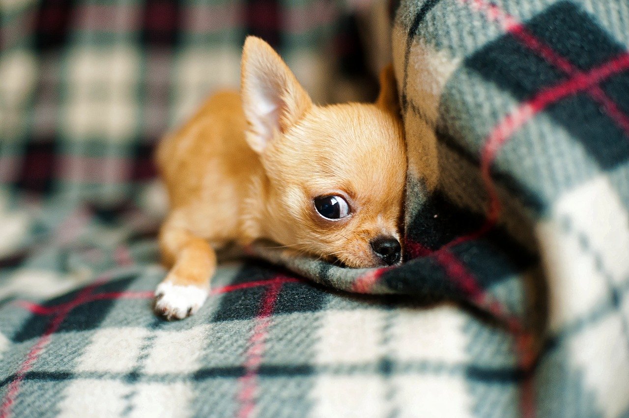 chihuahua puppy, chihuahua, dog