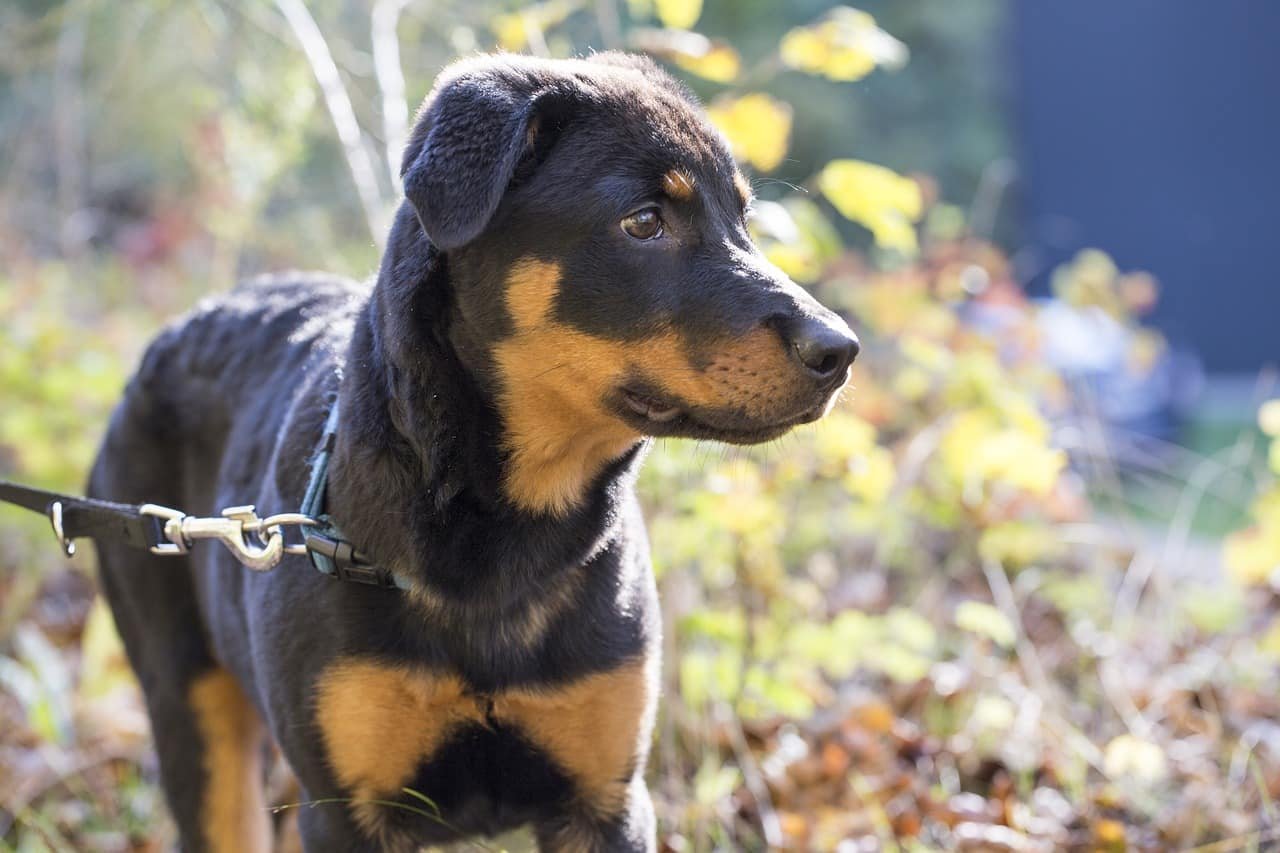 rottweiler, dog, pet