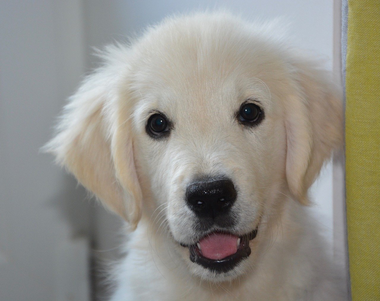 puppy, dog, golden retriever