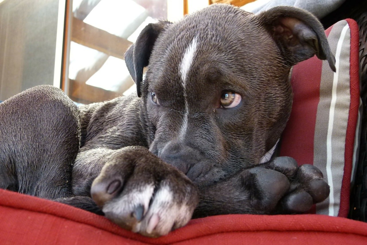 pitbull, puppy, watching