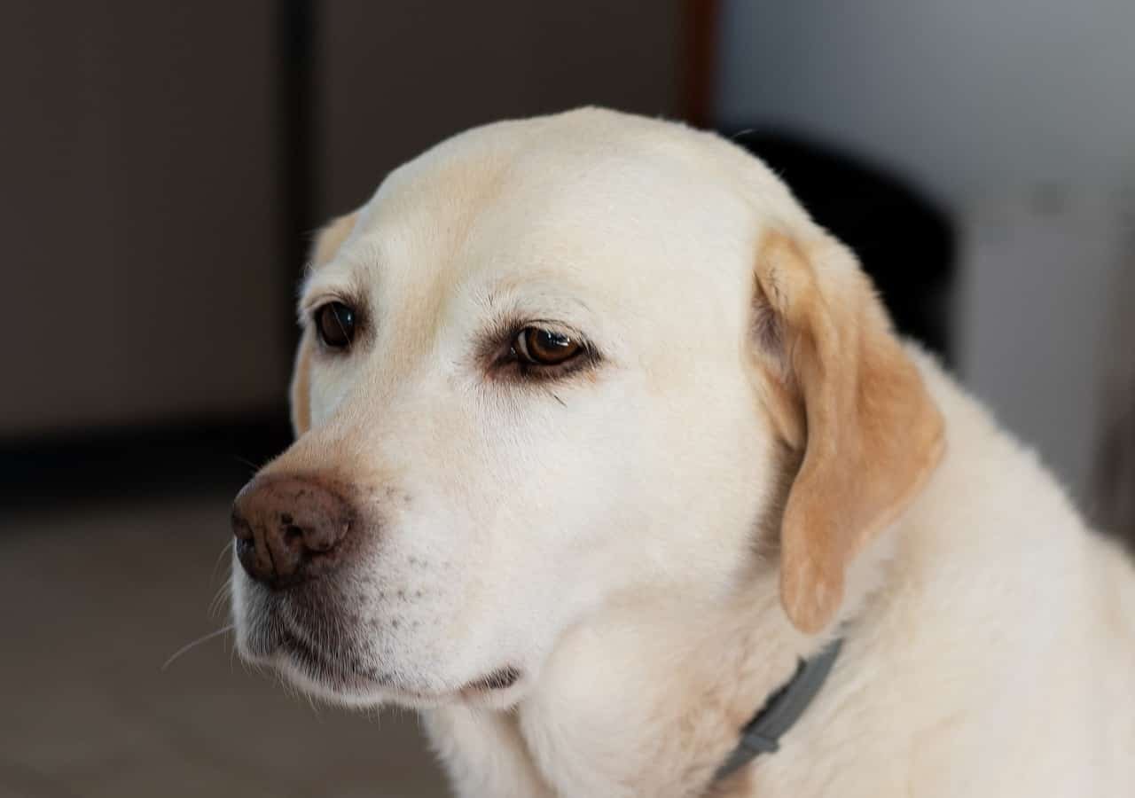 labrador retriever, dog, pet