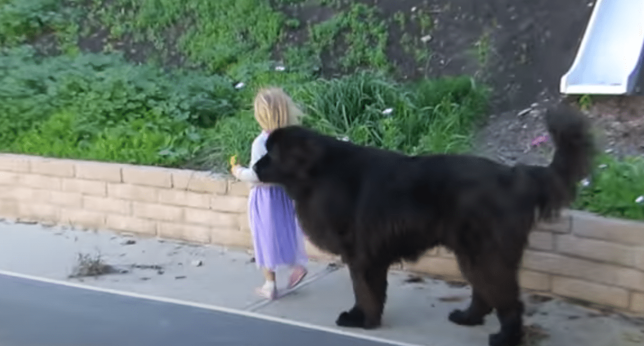 Colossal Dog Guards His Ward And His Protective Actions Are All You